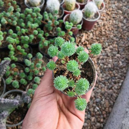 نحوه تکثیر ساکولنت کاجی