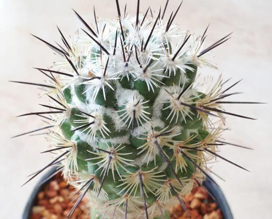 فروش اصلی کاکتوس خاص