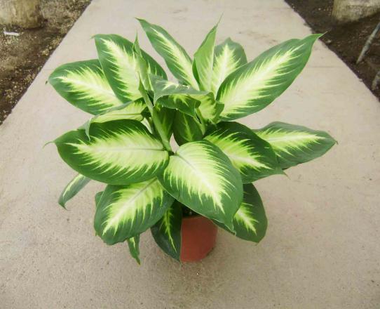 معرفی انواع گیاه زینتی خانگی