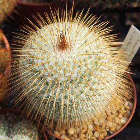 قیمت روز کاکتوس کلکسیونی تهران