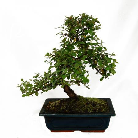 تولید انواع بونسای بادام پرسپولیسی