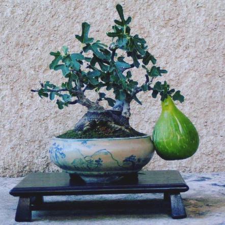 مراکز فروش بونسای انجیر تازه