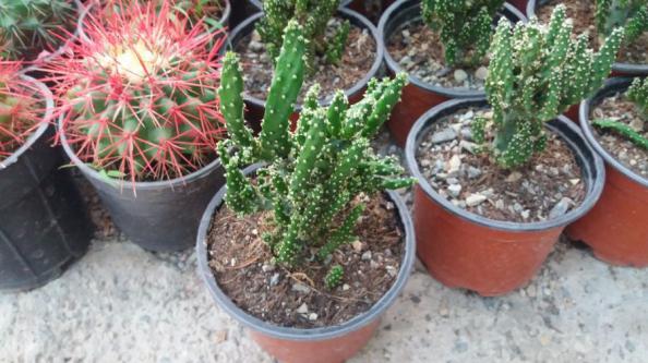 معرفی مشخصات کاکتوس اپونتیا