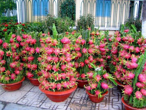 راهنمای خرید کاکتوس دراگون فروت