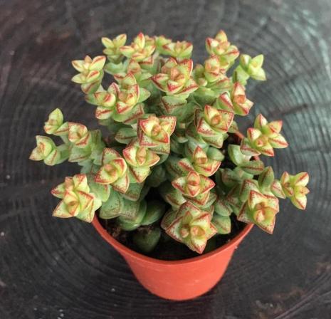 نگهداری انواع ساکولنت ابلق