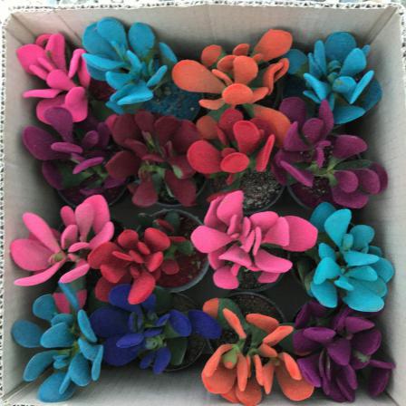 خرید مناسب ساکولنت کمیاب