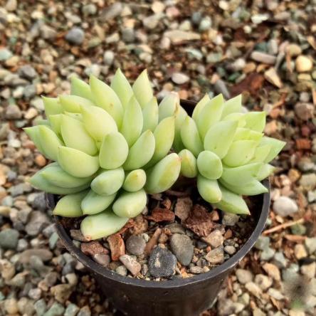 تولید بهترین ساکولنت زینتی