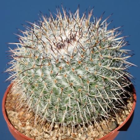 راهنمای خرید کاکتوس کلکسیونی