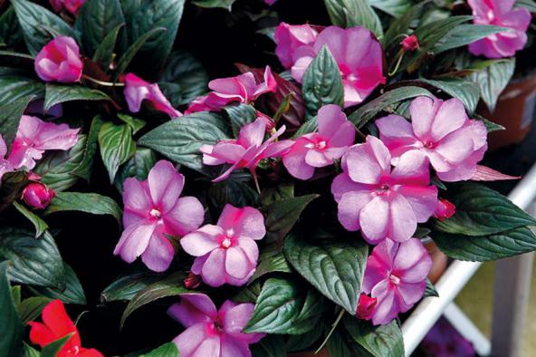 فروشگاه جدید ترین گیاه زینتی خانگی