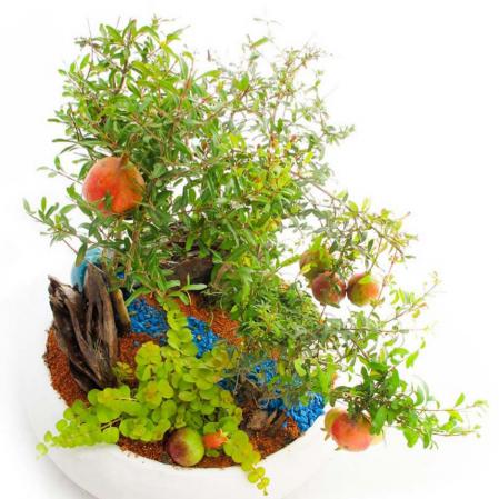 فروش انواع بونسای انار تزئینی