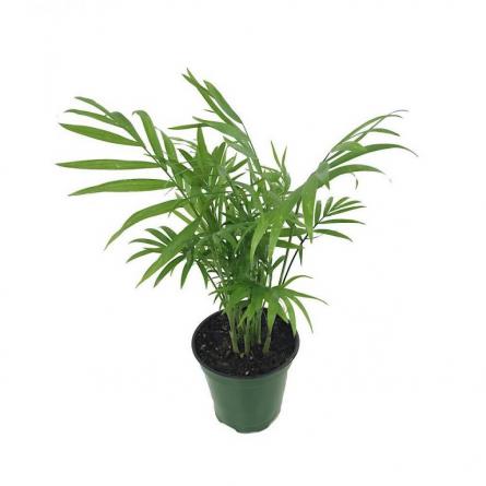 مدل های مختلف گیاهان زینتی مقاوم