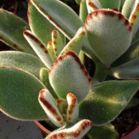 فروش ویژه ساکولنت مخملی لب سوخته