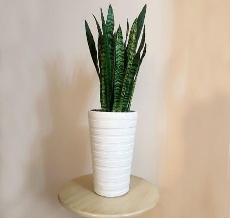 روش های نگهداری ساکولنت سانسوریا