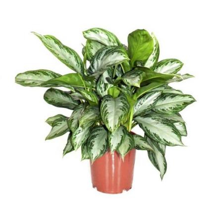 خرید بهترین گیاهان زینتی مقاوم