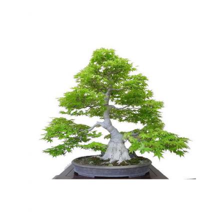 پرورش انواع بونسای افرا