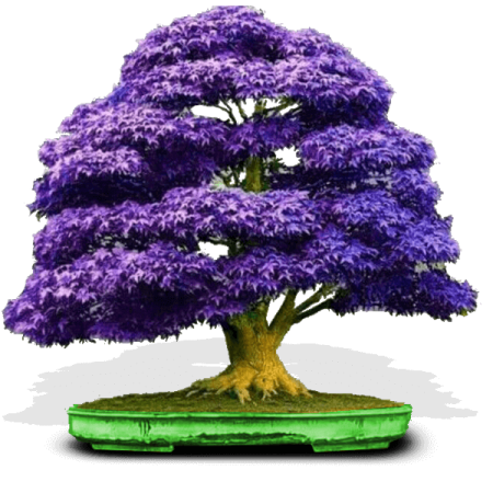 فروش جدیدترین بونسای افرا بنفش