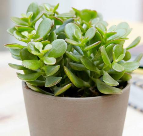 انتخاب مقاوم ترین ساکولنت برگ ریز