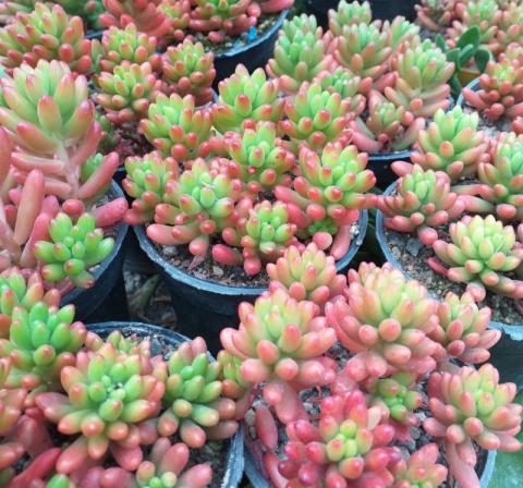 تولید جدیدترین ساکولنت اشکی  تهران