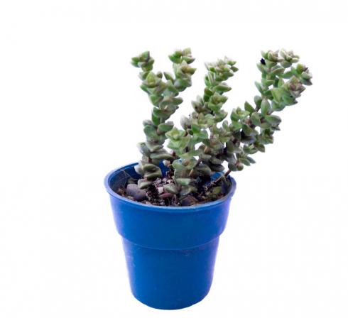 خواص انواع ساکولنت اشکی