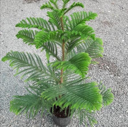 خرید جدیدترین بونسای کاج ایرانی