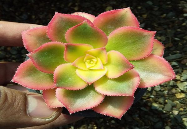 فروشگاه کوچکترین ساکولنت خورشیدی بادامی