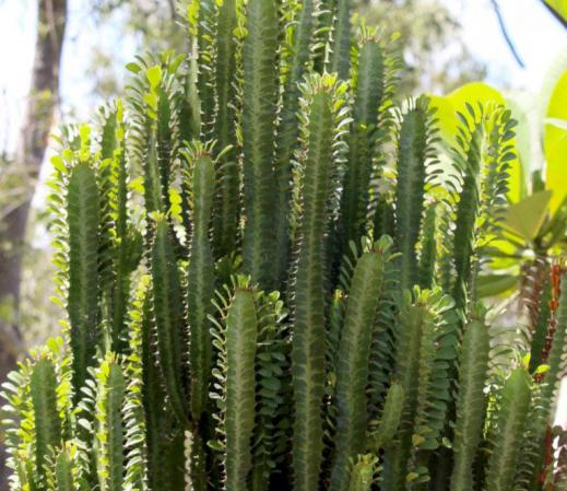 مشخصات بهترین ساکولنت افوربیا