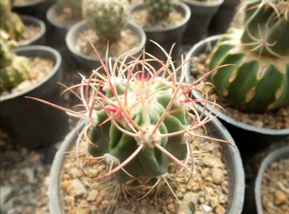 مراکز خرید کاکتوس کلکسیونی