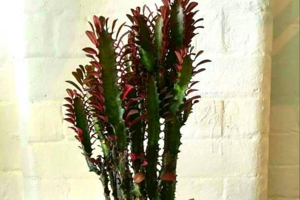 فروشگاه بزرگترین ساکولنت افوربیا