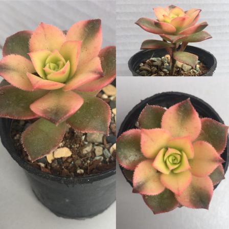 اطلاعاتی درباره ساکولنت خورشیدی