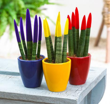 بازار خرید ساکولنت سانسوریا