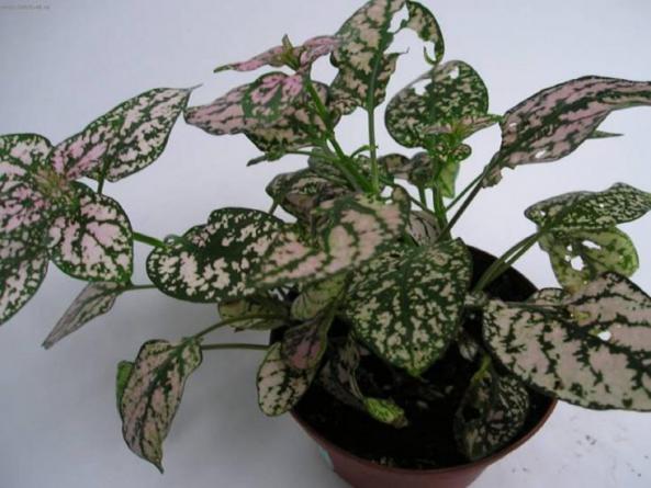 فوت و فن پرورش گل سنگ