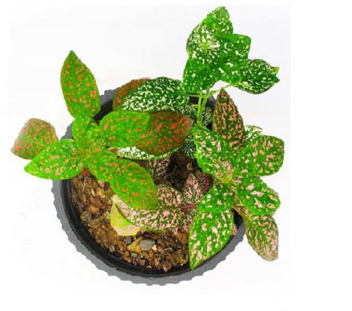 فروش مستقیم گل سنگ سبز