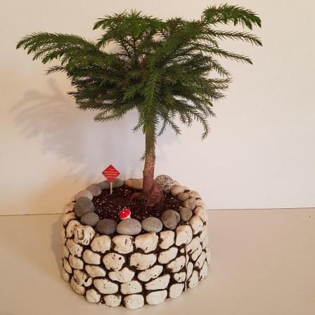 شرایط نگهداری بونسای کاج